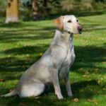 Upcoming Labrador Litters in Minnesota