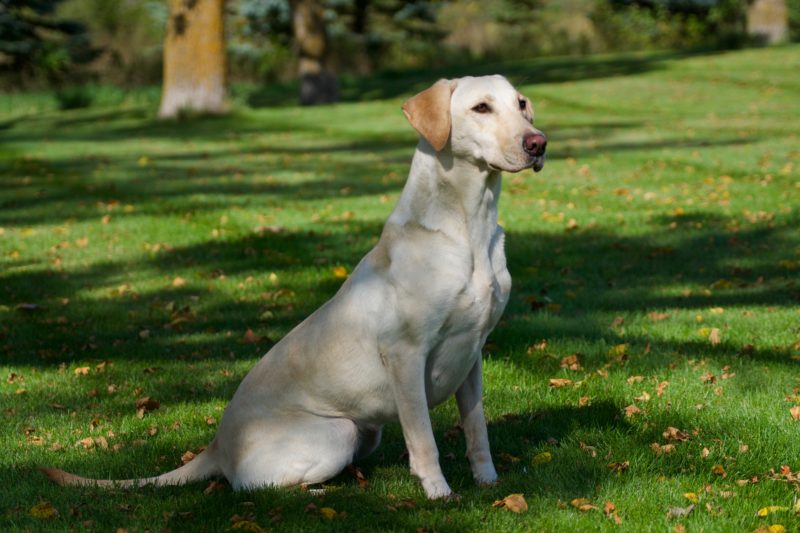 Upcoming Labrador Litters in Minnesota