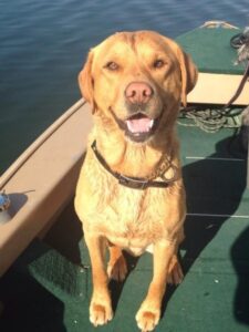 British Labrador in Minnesota