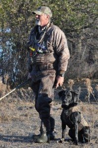 British labs for store sale near me