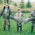 Canadian Goose Hunting