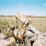 Goose Hunts in Minnesota