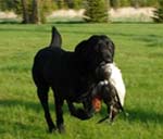 British Hunting Dog Breeder in Minnesota