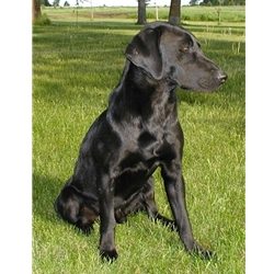 Colby, a Black Lab for Stud Service