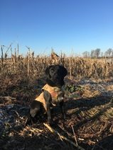 British Lab Started Dog British Lab Started Dogs in Minnesota