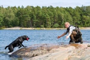 Training a Hunting Dog