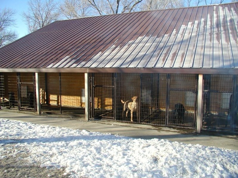 Labradors for sale at our facility in Minnesota