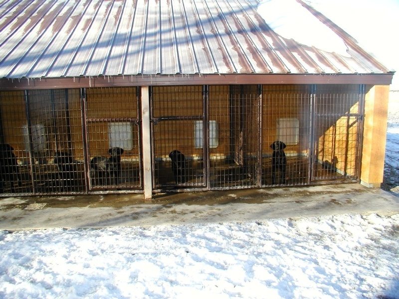 Black Labradors inside kennel in Minnesota
