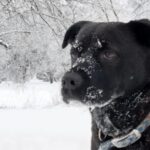Winter Hunting With Your Dog