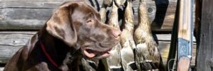 Training a Hunting Dog