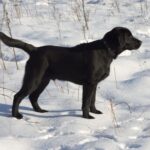 Hunting Labrador in Snow