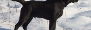 Hunting Labrador in Snow