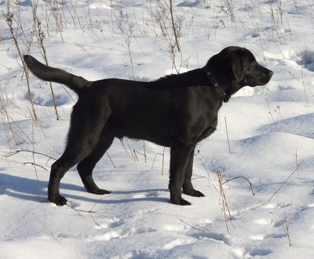 Hunting Labrador in Snow