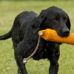 British Labrador Breeder in Minnesota