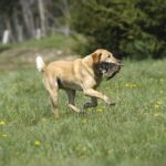 Hunting Dog Training