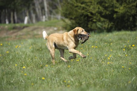 Hunting Dog Training