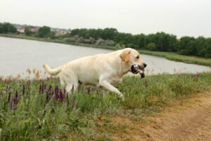 Why Are Labradors Such Good Hunting Dogs?