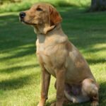 Healthy Labrador Retrievers