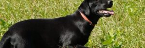 Black Labs