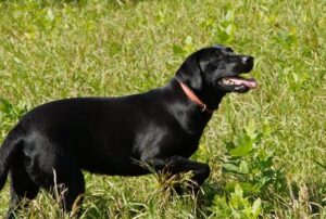 Dangerous Plants for Dogs