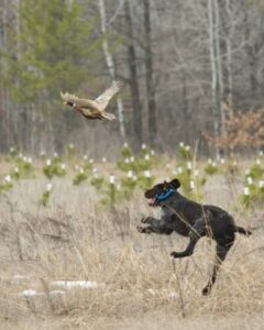 Tips for Grouse Hunting with Your Labrador
