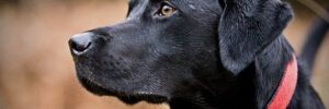 Labrador Advice