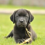 Puppy Training Tips