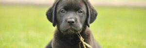 Puppy Training Tips