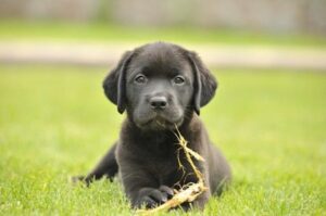 How to Calm a Lab Puppy