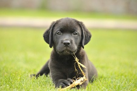 british labs for sale