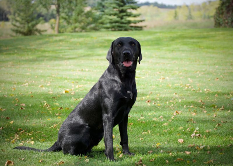 Male British Labradors for Sale in Minnesota
