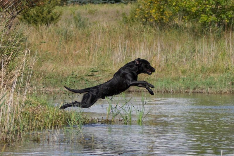 Male Black Labs for Sale in Minnesota