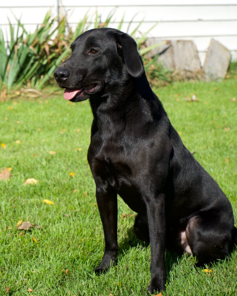 New Litters of British Labradors in Minnesota