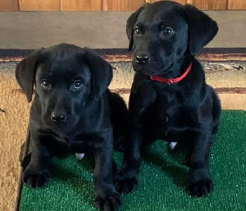 British Labrador Breeder in Minnesota