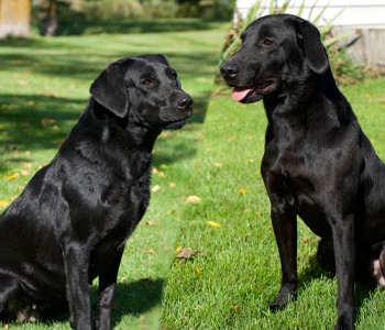 British Labrador Breeder & Puppies for Sale in Minnesota | KT British Labs